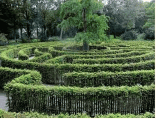 A maze made of shrubbery